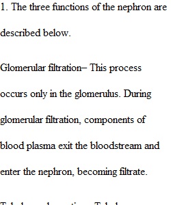 The Urinary System Assignment